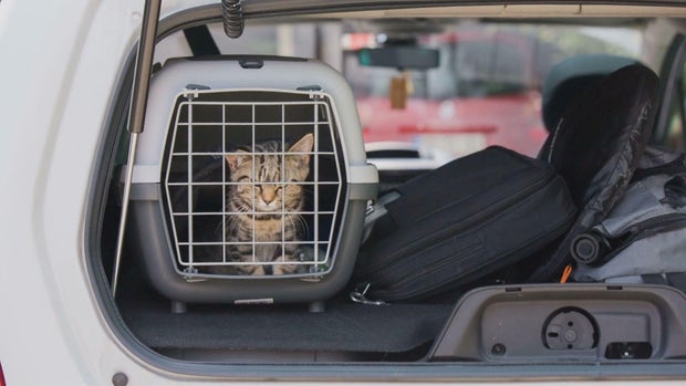 pets-cause-driving-distraction-12vo-transfer-frame-129.jpg 