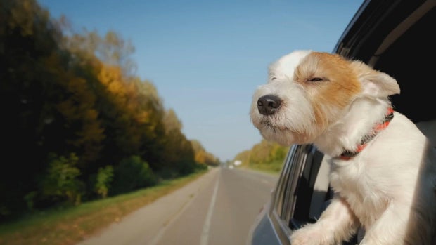 pets-cause-driving-distraction-12vo-transfer-frame-464.jpg 