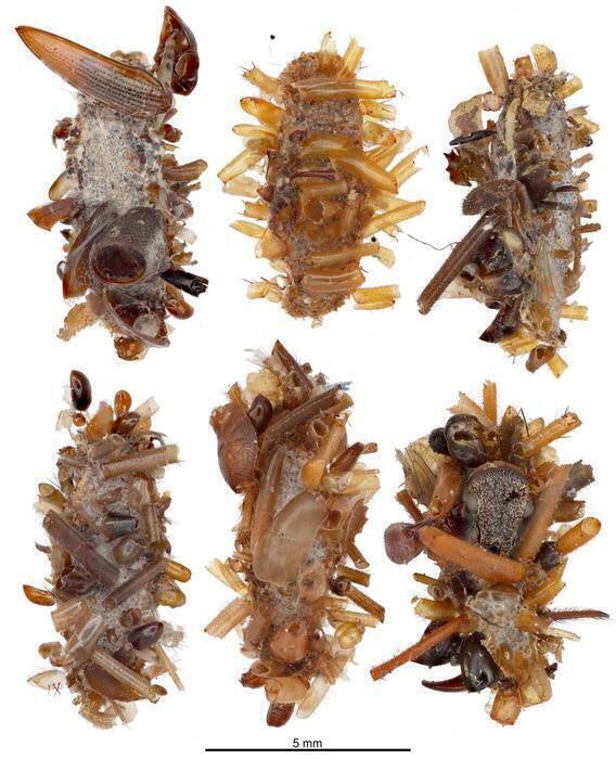 Carnivorous Caterpillar