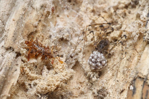 Carnivorous Caterpillar