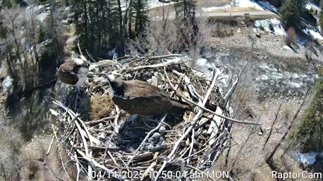 Osprey nesting in Colorado mountain town mend relationship with ...