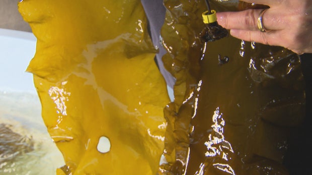 Kelp 