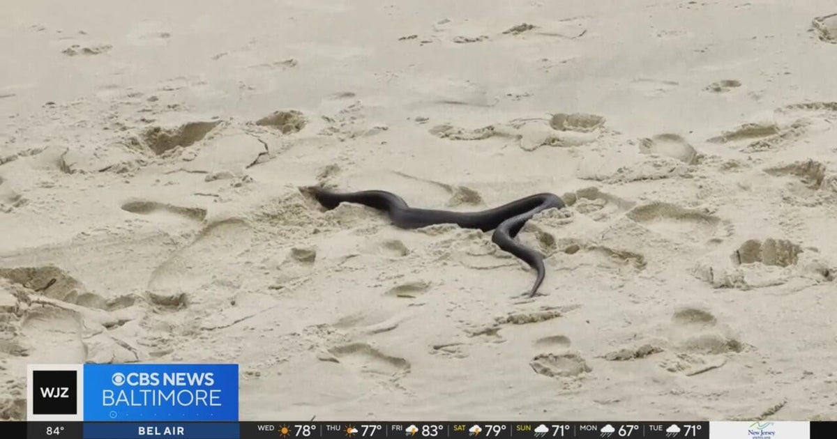 Warning issued after venomous sea snake spotted at Omaha Beach, Auckland