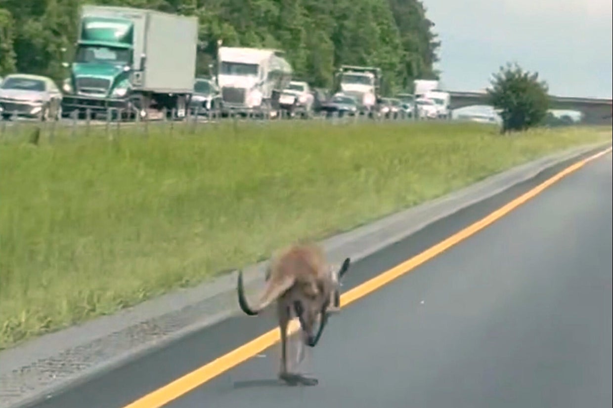 Escaped kangaroo named Sheila shuts down interstate, causes crash in ...