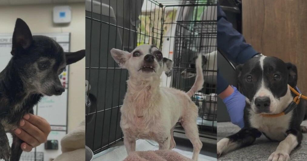3 dogs rehomed after being dragged behind truck in Palm Beach County