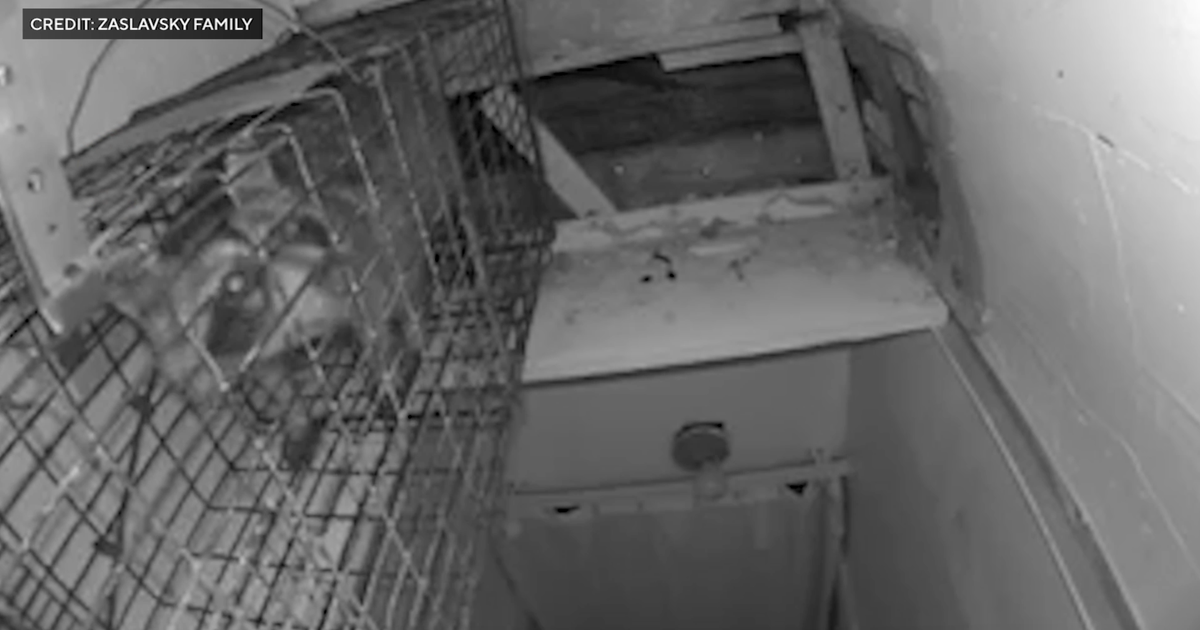 Brooklyn family blames neighbor's construction for raccoon infestation