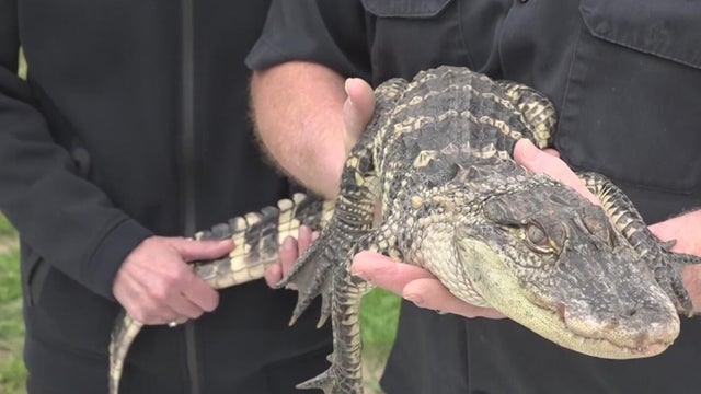Metro Detroit man helps rescue alligator outside of home 