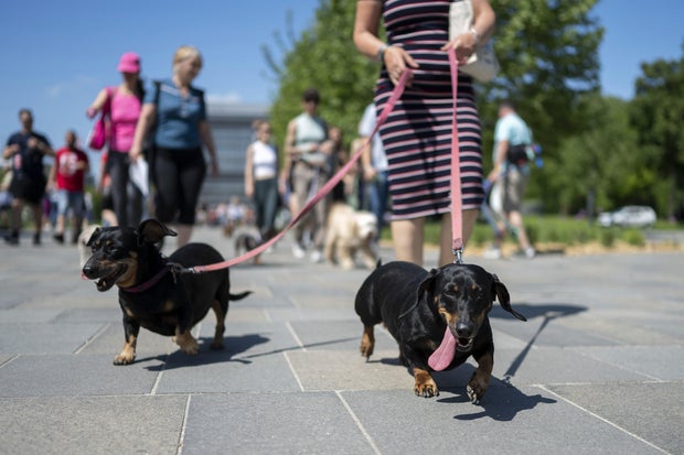 Hungary Dachshund Walk Record