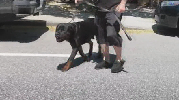 Dog attack 