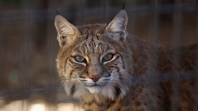 Animal Sanctuary Rescues And Shelters Abused And Abandoned Wildlife 