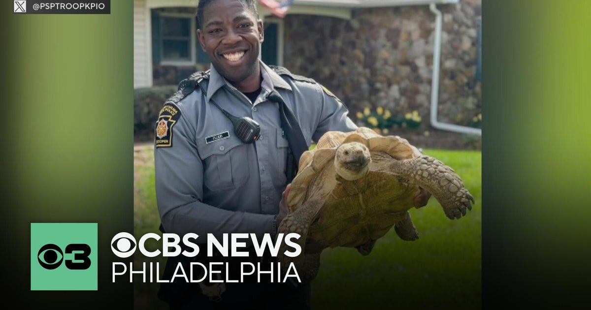 Lost tortoise now safely back home after being found by Pennsylvania State Trooper in Lower Salford