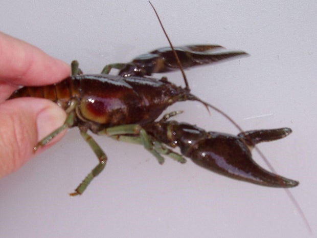 rusty-crayfish.jpg