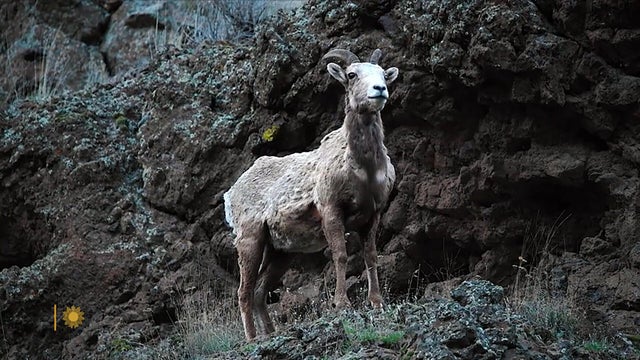 nature-rocky-mountain-big-horn-sheep-1920.jpg 
