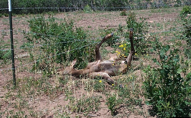 young-elk-in-fence-cropped.png