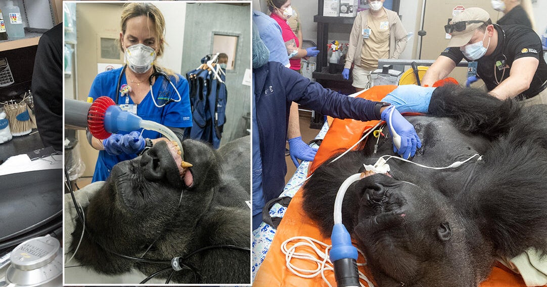 Behind-the-scenes photos show Zoo Miami gorillas prepped for big move to Chicago Behind-the-scenes photos show Zoo Miami gorillas prepped for big move to Chicago