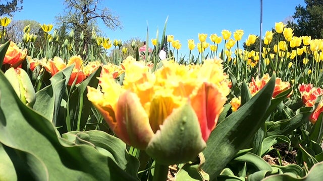 5p-pkg-arboretum-tulips-wcco7pya.jpg 