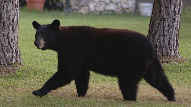 US-NEWS-FLA-BEAR-HUNTING-OS