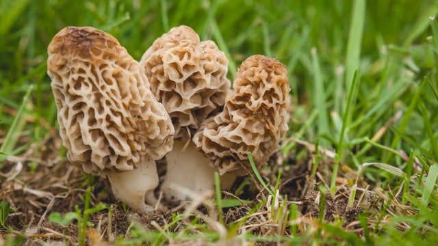 Morel Mushrooms 