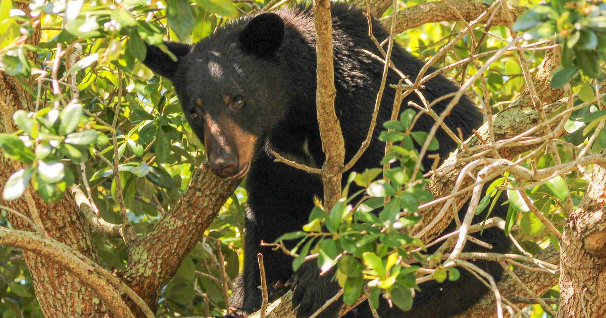 Florida wildlife officials kill 3 bears that may have fatally attacked man, dog near Naples