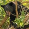 Florida officials kill 3 bears that may have fatally attacked man, dog