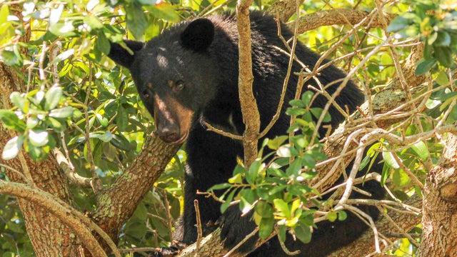 fwc-bear.jpg 