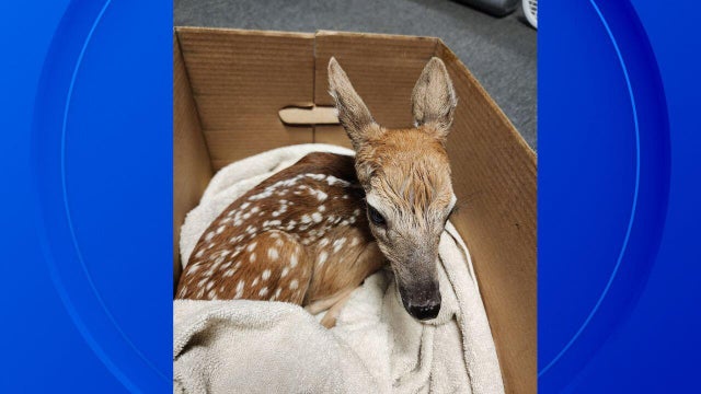 deer-slider.jpg 