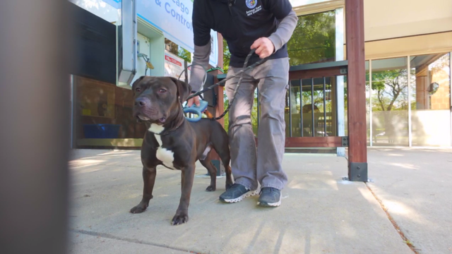 chicago-animal-control-microchip-scanner.png 
