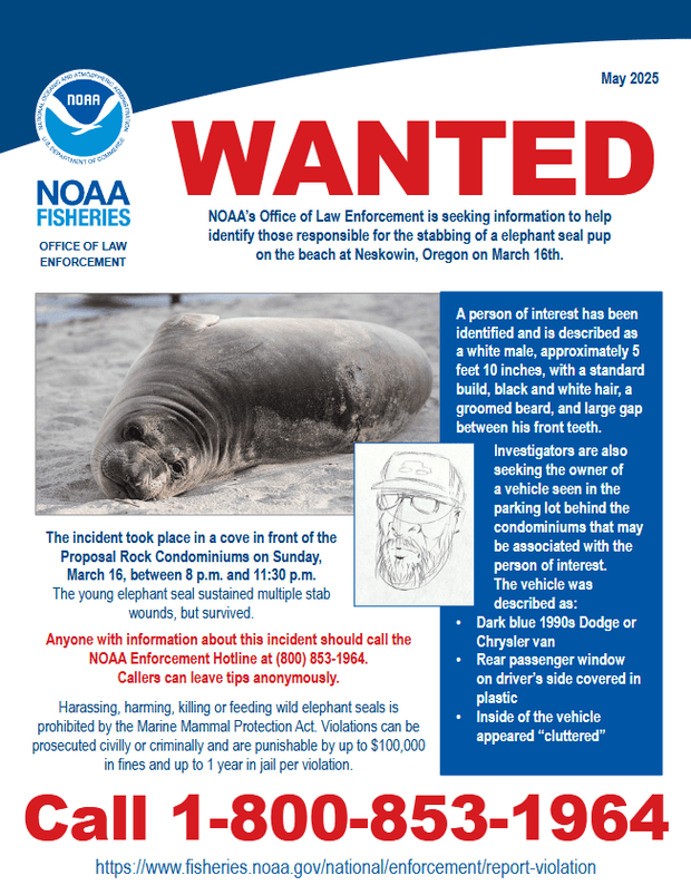 wanted-poster-elephant-seal-pup-stabbed.png