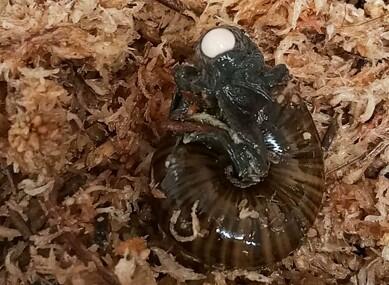 powelliphanta-augusta-snail-new-zealand.jpg 