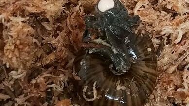 powelliphanta-augusta-snail-new-zealand.jpg 