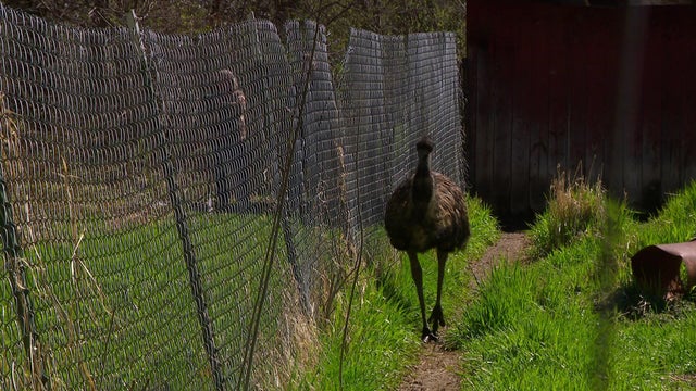 10p-pkg-fm-emu-ranch-wcco7qm4.jpg 