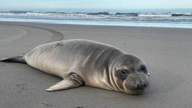 Baby Seal Stabbing 