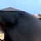 Black smoke appears on start of Day 2 of conclave voting