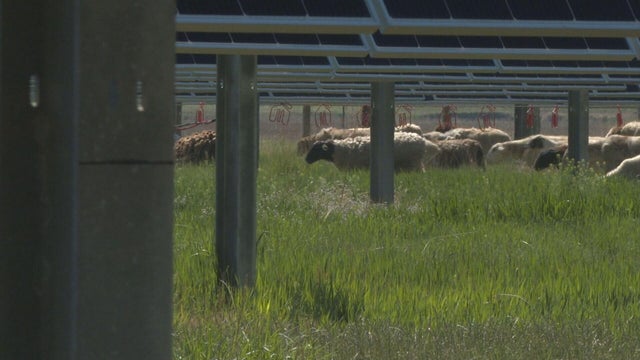 hfr-sheep-release-pkg-frame-3972.jpg 