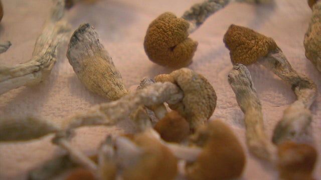 mushroom-cultivation-6pkg-frame-506.jpg 