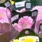 How higher tariffs are making flowers more expensive