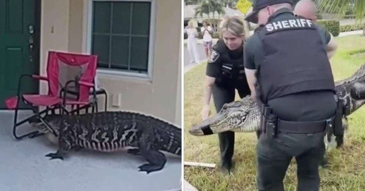 Video shows alligator
