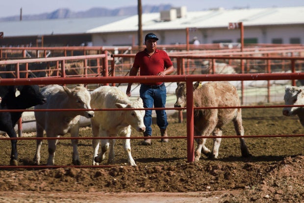 The United States stops import of Mexican cattle due to the presence of screwworm