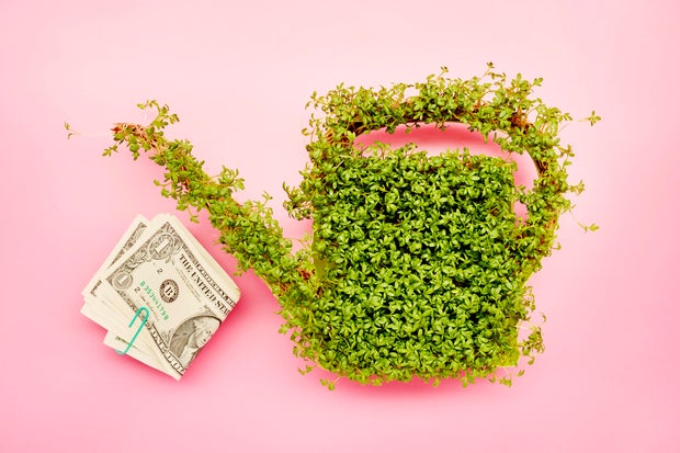 Cress in the shape of a watering can and bunch of American Dollar banknotes on pink background