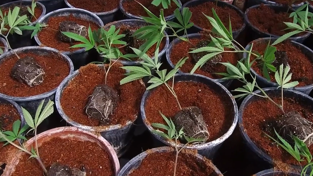 Cannabis cerifications 