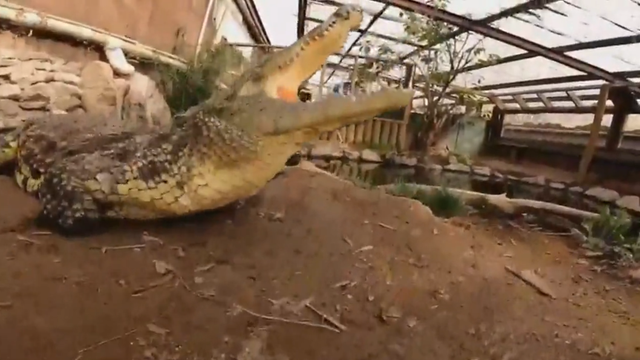 gator.png 