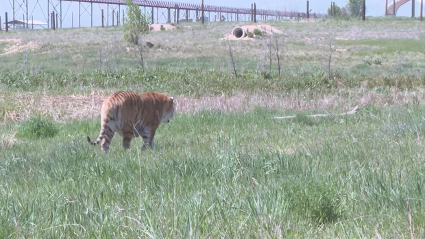 wild-animal-sanctuary.png 