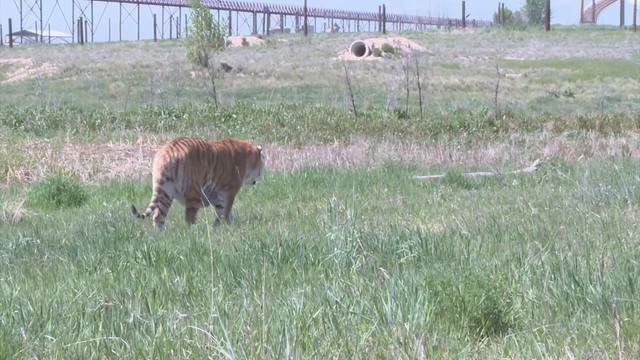 wild-animal-sanctuary.png 