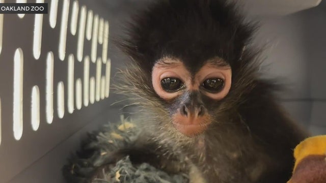 spider-monkey-traffic-stop.jpg 