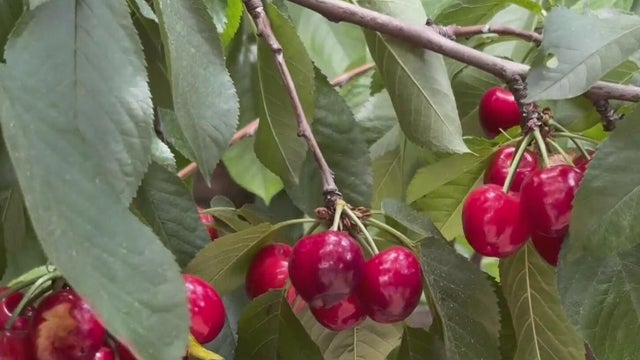 cherries.jpg 