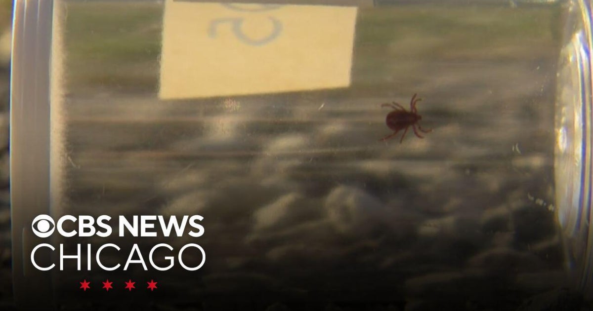 Experts have a safety warning with an uptick in ticks this year - CBS ...