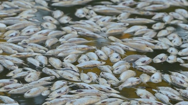 Australia Dead Fish 
