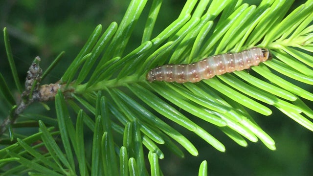 spruce-budworm.jpg 