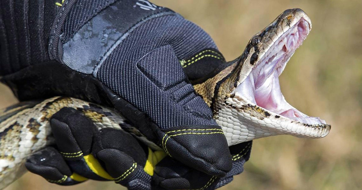 Florida’s 2025 Python Challenge dates are set. Why the event could be key to saving the Everglades.