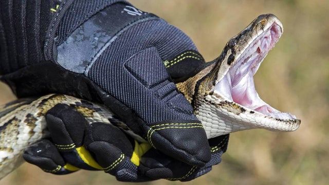 US-NEWS-ENV-FLA-PYTHON-PARASITE-2-MI 